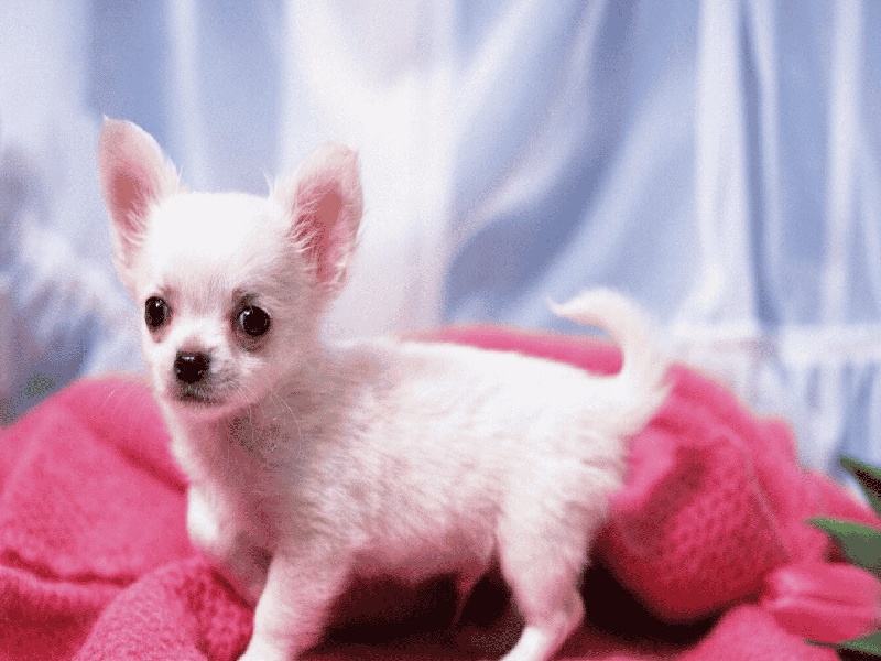 试管3代失败（女人的卵子试管）